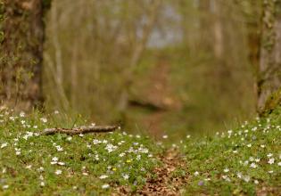 Vallon de la Moulaine