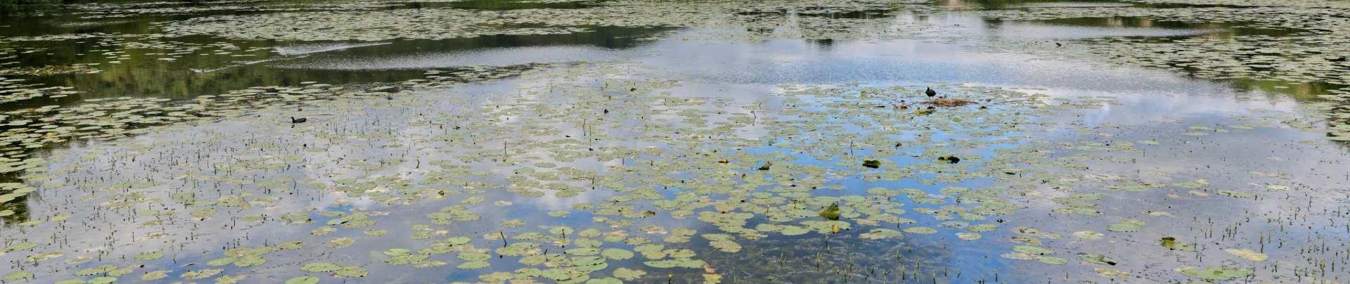 Vallon de Bellefontaine à Champigneulles, le lac