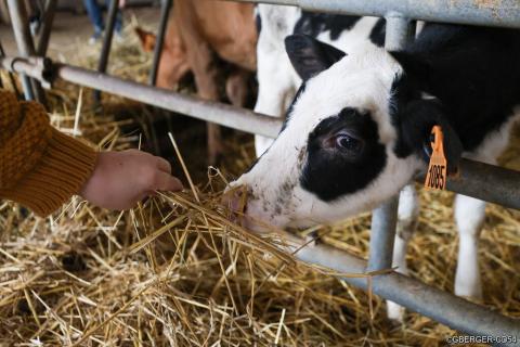 Vache d'une exploitation agricole en Meurthe-et-Moselle